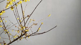 梅花