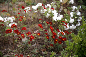 红花与白花