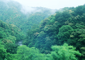 山林