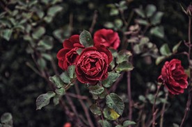 花园里的玫瑰