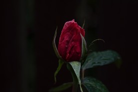 玫瑰花