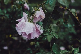 玫瑰花