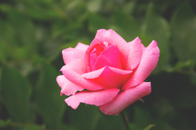 玫瑰花