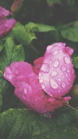 玫瑰花