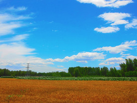 麦田