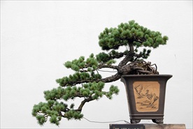 扬州盆景