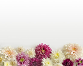 小菊花