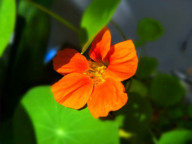 旱荷花