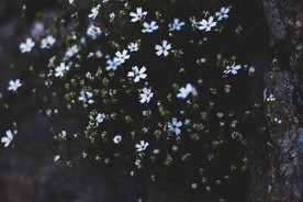 洁白的花朵