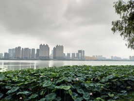 美丽的荷花池