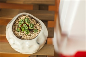 多肉植物