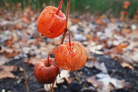 野樱桃