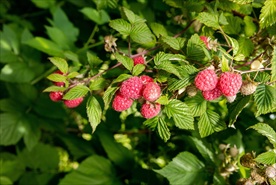 覆盆子浆果果枝