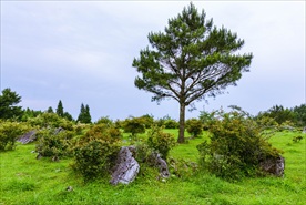高山草场