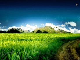 野草草地