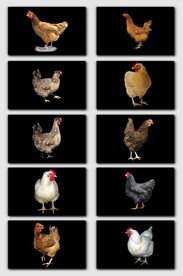 免抠农家乐老母鸡土鸡png素材