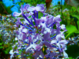 丁香花