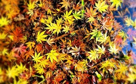 美丽的枫叶