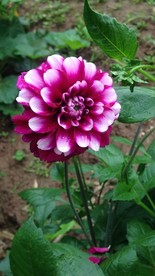 芍花
