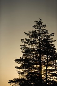 松树