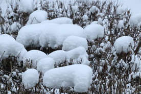 雪