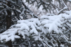落雪