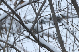 落雪