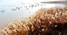 天鹅和湿地