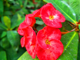 刺玫花