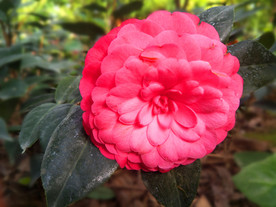 山茶花