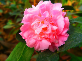 山茶花