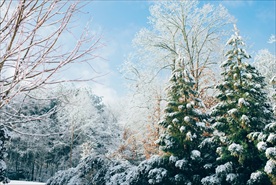 雪松