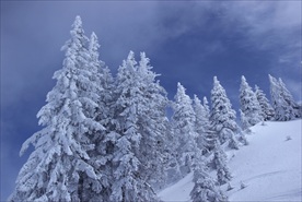 雪松