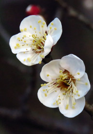 白梅