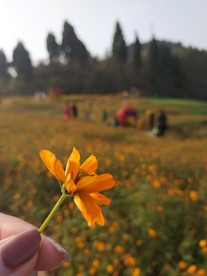 花海