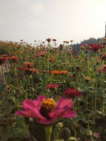 花海