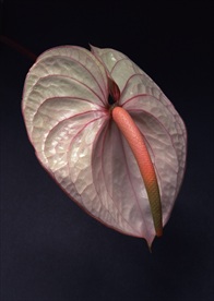 花叶