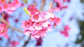 樱花