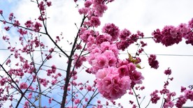 粉红樱花