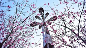 樱花