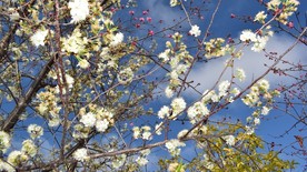 樱花
