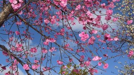 樱花
