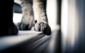 可爱动物猫咪
