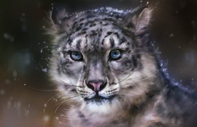 可爱动物猫咪