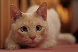 可爱动物猫咪
