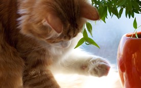 可爱动物猫咪