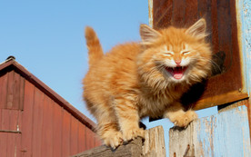 可爱动物猫咪