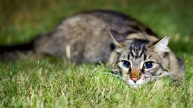可爱动物猫咪