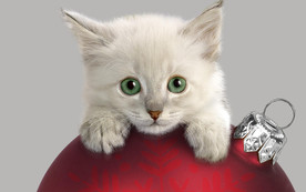 可爱动物猫咪