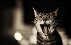 可爱动物猫咪